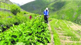 A nursery of medicinal plants in the Pangi tribal valley