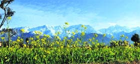 A mustard field adds to the beauty of the hills on Basant Panchmi at Dharamsala
