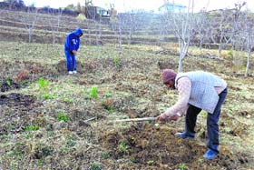 An agriculturist engages in apple-farming in the Janjehali valley