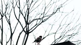 Hues of weather: A bird perched atop a house on a cold February morning