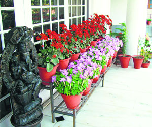 Once flowering starts, the pots can be shifted to porticos where they receive sunshine for a short time. 