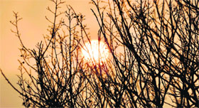 The sun sets behind a row of trees following several days of intermittent rain and cloudy weather on Friday.