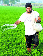 A Noormahal farmer sprinkles fertilizer in his fields on Friday