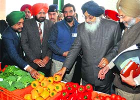 CM Parkash Singh Badal at the fruit and vegetable market in Phase XI, Mohali, on Saturday