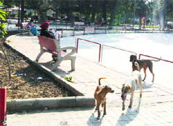 Stray dogs roam freely at the historic Ram Bagh garden in Amritsar.