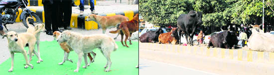 Stray dogs roam freely in Ranjit Avenue; (right) stray cattle rest on the divider of a road near the bus stand in Amritsar.