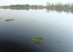 The polluted Ghaggar near Ottu in Sirsa