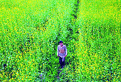 A villager passes through a mustard field in Fallain Mandal village on the outskirts of Jammu on Sunday