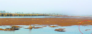 The almost dried-up bed of the lake at Ropar. 