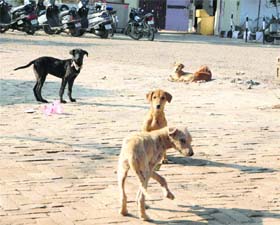 Stray dogs roam freely in the historic summer palace of Maharaja Ranjit Singh at Ram Bagh in Amritsar