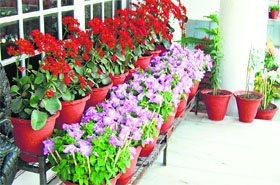 Once flowering starts, the pots can be shifted to porticos where they receive sunshine for a short time. 