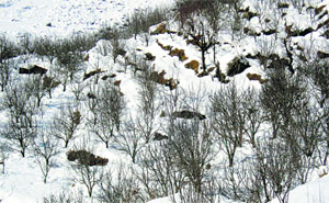Apple orchards in the Manali region under a thick layer of snow.