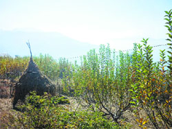 Electricity being supplied through barbed wires in Doda. A Tribune photograph