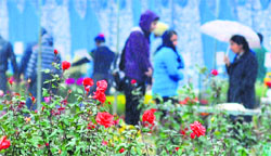 Despite rain, people visited Panjab University for the rose festival in Chandigarh on Friday. Tribune photo: Pradeep Tewari