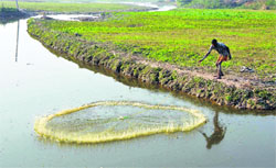 Ponds are being revived on the outskirts of Jammu. Tribune photo: Inderjeet Singh