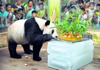 Giant panda Wei Wei smells a birthday cake made of fruits and bamboo in its enclosure in Wuhan zoo, Hubei, central China, on its eighth birthday. Wei Wei came to Wuhan zoo in 2008 after the Sichuan earthquake near its old home in that northwest province.