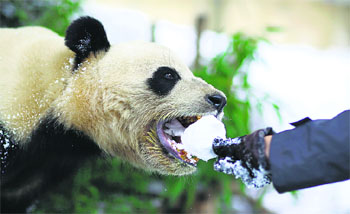 A visitor feeds a giant panda with a snowball at a zoo in Kunming, Yunnan province, China.