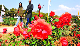 Visitors at the Panjab University Rose Festival on Sunday.