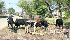 Stray cattle at Old GT Road, near Maqsudan