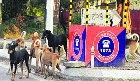 Stray dogs roam around a traffic beat box in Jalandhar