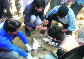 The activists of an NGO provide first aid to the injured dog in Bathinda on Monday.