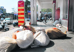 Answer sheets dumped outside the post office in Sector 8, Panchkula, on Monday. Tribune Photos: Nitin Mittal