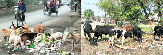 Stray dogs at Cool Road near BMC Chowk; and (right) cattle at Old GT Road near Maqsudan in Jalandhar.