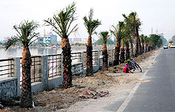 Palm trees that were planted on Goniana Road in Bathinda on Tuesday