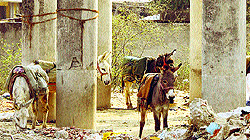 Donkeys tied inside the abandoned parking area of the Municipal Corporation at the Partap Bagh area in Jalandhar