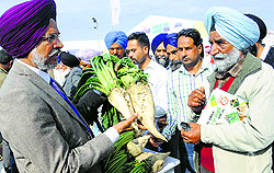 A farm expert shows a beetroot variety in Chappar Chiri on Tuesday