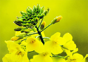 Dew drops rest on buds and petals of flowers in the morning.
