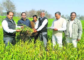 Deputy Director (Agriculture) Wazir Singh (second from left) shows a plant hit by yellow rust at Odhan village in Sirsa on Thursday