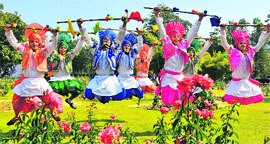 Artistes perform bhangra on the inaugural day of the Rose Festival in Sector 16, Chandigarh, on Friday.