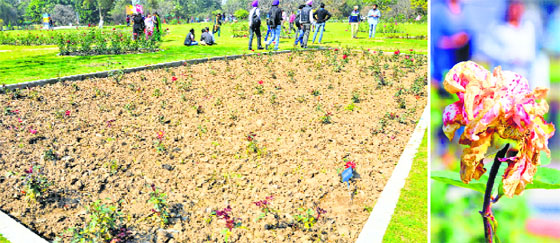 An empty flower bed; and (right) a withered flower at Rose Garden in Sector 16, Chandigarh, on Friday.