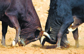 A bull fight is in progress at Talukachandani village in Nuwakot district near Kathmandu, Nepal.