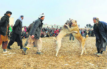 Afghan owners and spectators watch a pair of fighting dogs during the weekly dog fights in Mazar-i-Sharif, Afghanistan.