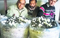 Scientists from the Nauni university inspect Yusaf Khan's (centre) mushroom farm in Una on Thursday. Photo: Rajesh Sharma