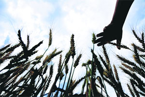 Experts blame the rice-wheat monoculture adopted during the Green Revolution for causing ecological and agricultural problems in Punjab.