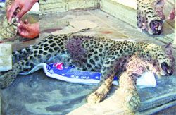 The body of the leopard in Moga on Tuesday. 