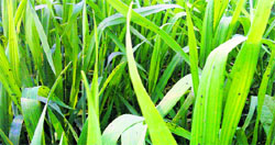 The aphid -hit wheat crop in Yamunanagar district. Tribune photo
