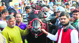 The Murrah bull Yuvraj, which got the first prize on the last day of the Dairy Mela in Karnal on Thursday.