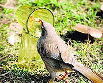 A bird eats leftovers from a glass on the Punjab Agricultural University campus in Ludhiana