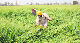 A farmer inspects his fields after heavy rain at Behman Diwana village in Bathinda on Friday.