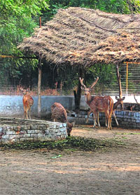 A view of the Deer Safari at the Mini Zoo in Bir Talab, Bathinda.