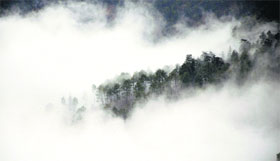 Dense fog envelops the forest area after snowfall in Shimla on Sunday.