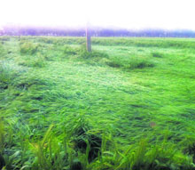 A view of flattened wheat crop at a village near Ahmedgarh.
