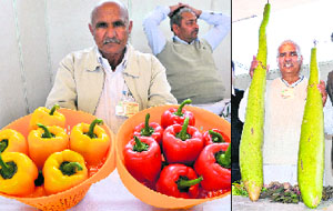 A farmer displays capsicums during the flower, fruit and vegetable fest at Sector 20 in Panchkula on Tuesday; and (right) Randheer Singh shows bottle gourds. 