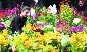 A visitor takes a look at flowers during a flower show at PAU in Ludhiana.