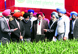 An expert gives information about a crop