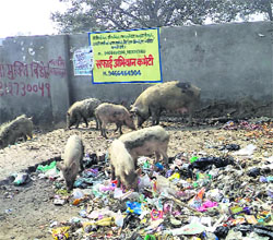 Pigs feast on garbage dumped near the old bus stand in Kaithal.